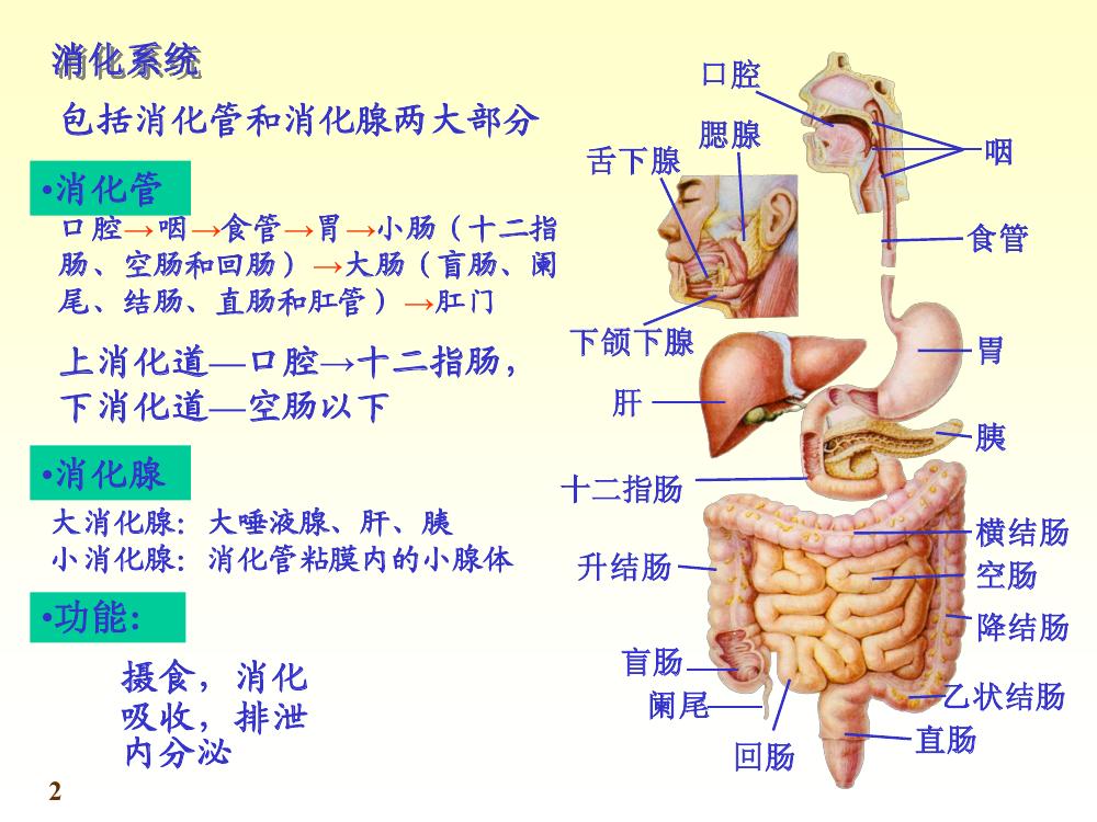 消化系统 消化系统