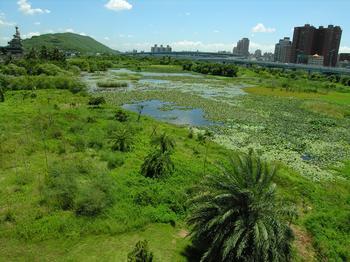 洲仔湿地 洲仔湿地