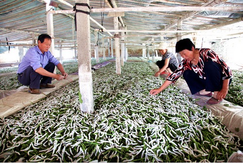 桑蚕养殖 桑蚕养殖