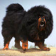 獒犬 獒犬