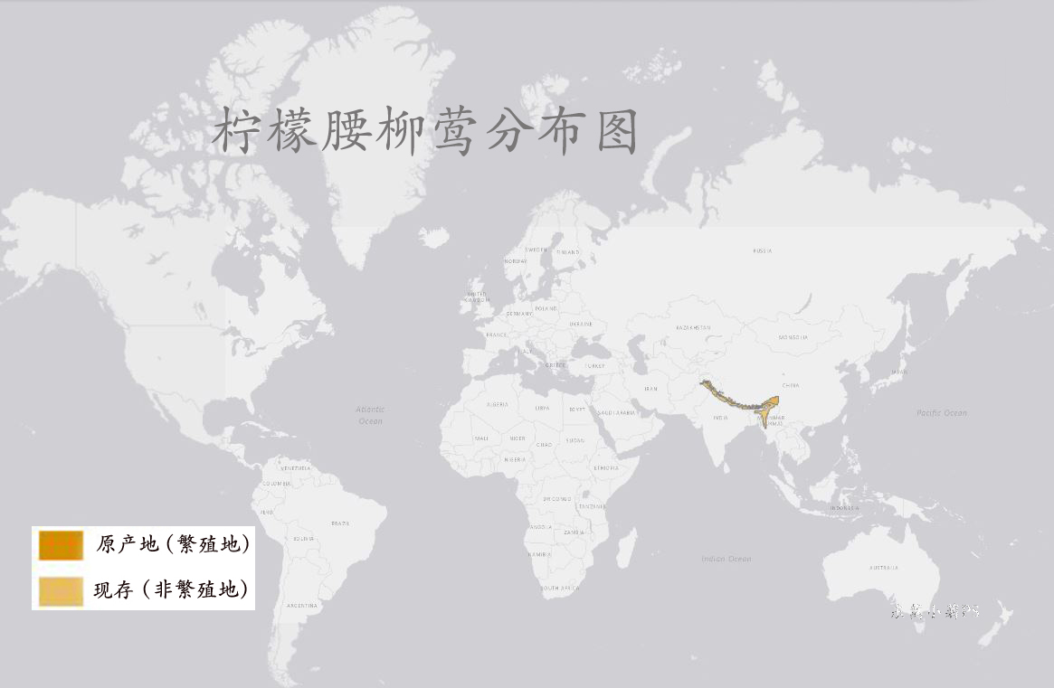 柠檬腰柳莺分布图 柠檬腰柳莺分布图
