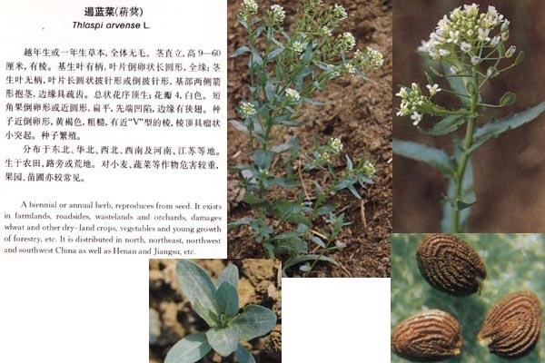 独行菜 独行菜