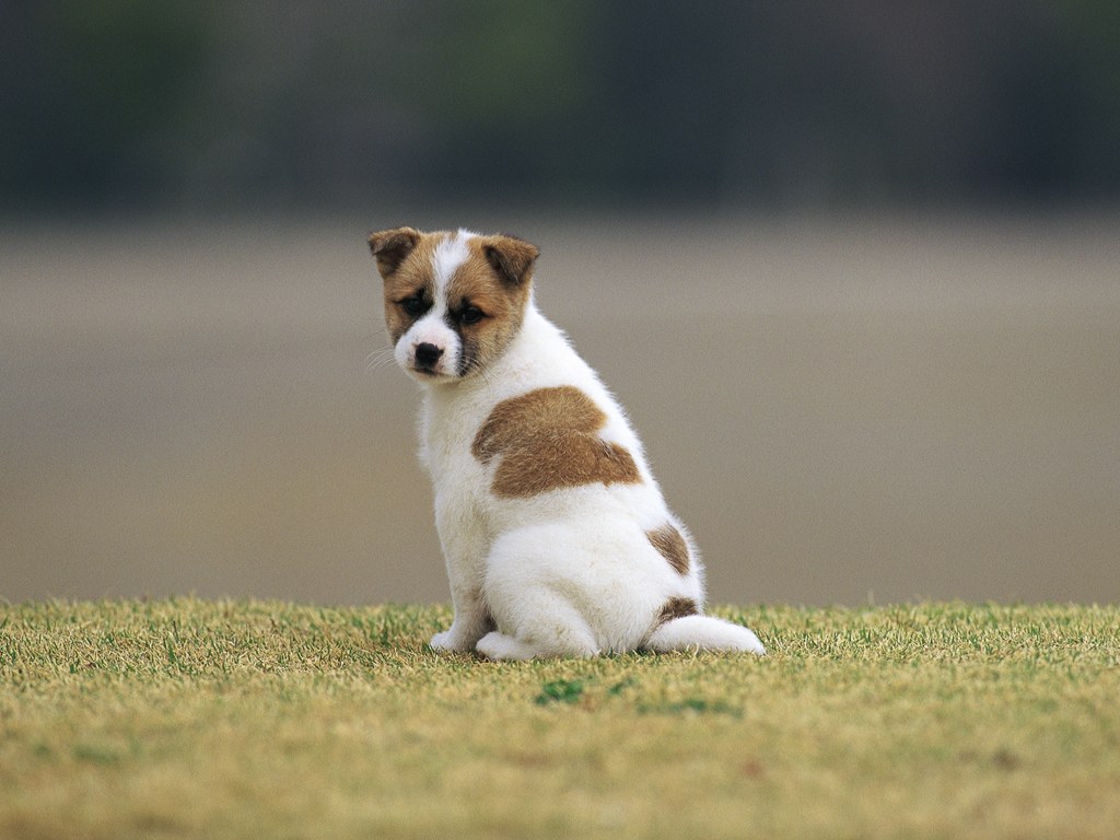 狗 狗