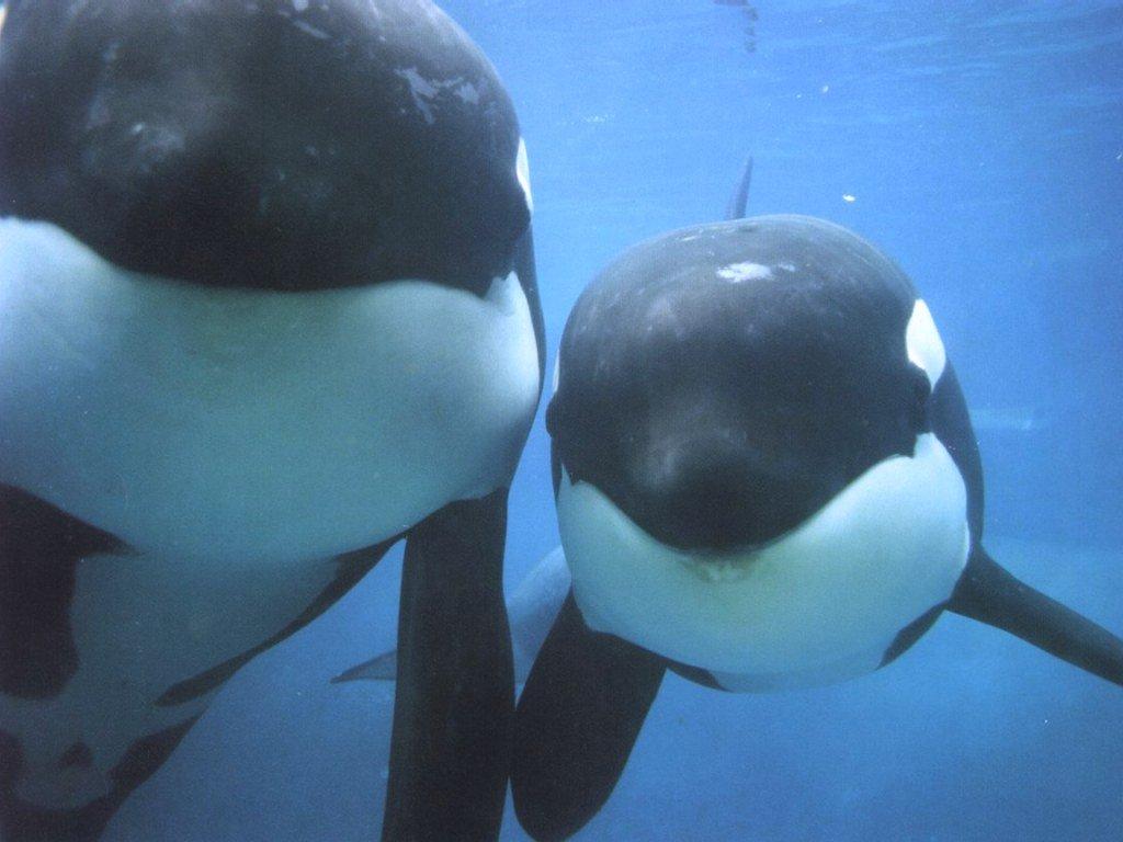 海洋生物 海洋生物