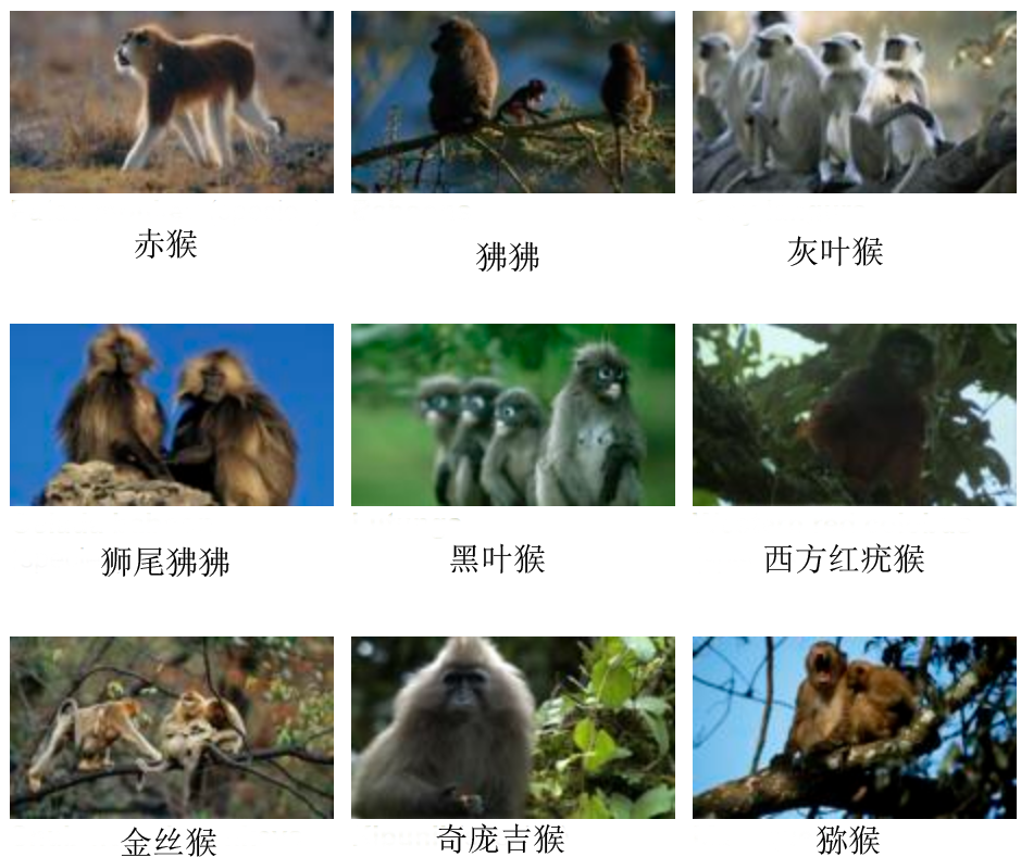 猴科 猴科