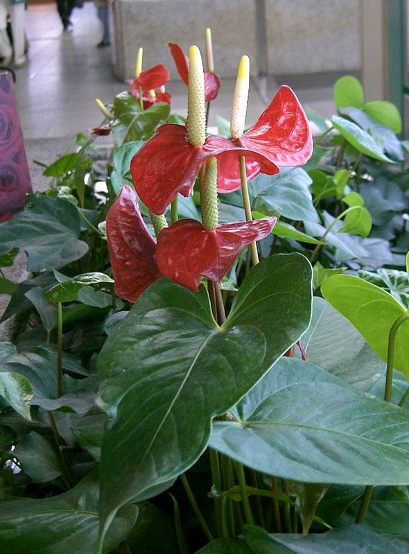 火鹤花 火鹤花