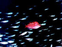 深海鱼类 深海鱼类