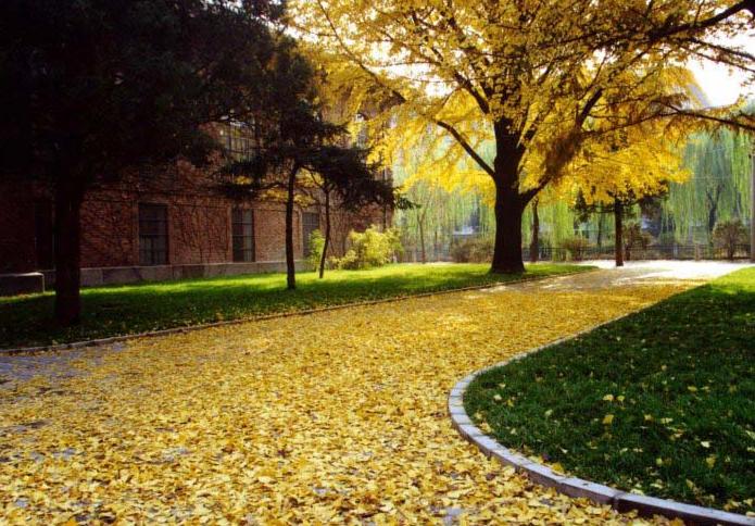 清华大学图书馆秋景 清华大学图书馆秋景