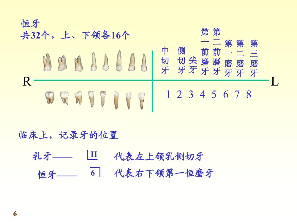 牙的种类和排列2 牙的种类和排列2