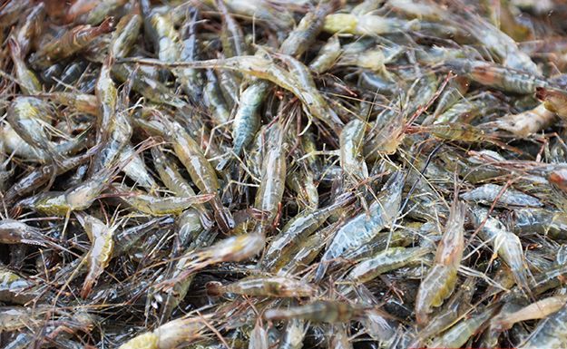 洪泽湖青虾 洪泽湖青虾