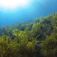 海藻(植物物种) 海藻(植物物种)