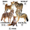 犬科 犬科