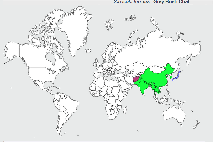 灰林鵖分布範围 灰林鵖分布範围