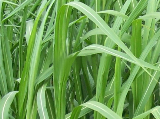 甜象草牧草.jpg 甜象草牧草.jpg