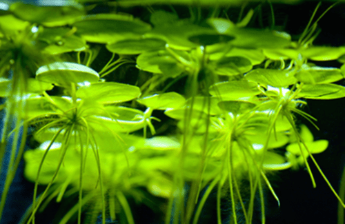 浮萍生物质能 浮萍生物质能
