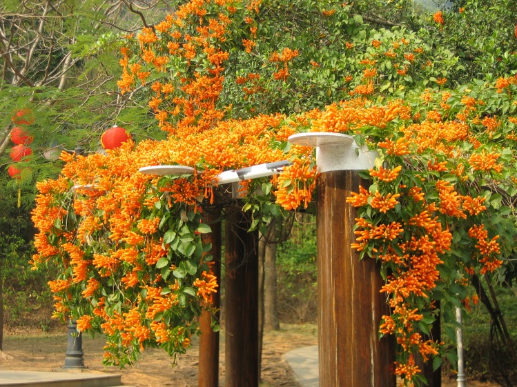炮仗花 炮仗花