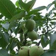 清香核桃 清香核桃