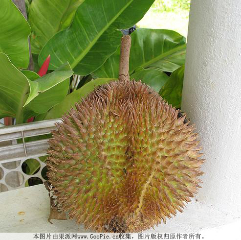 榴槤 榴槤