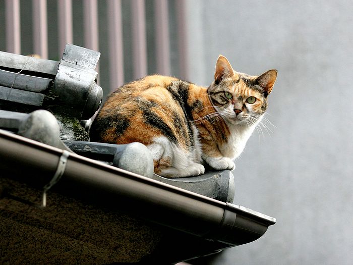 流浪猫 流浪猫