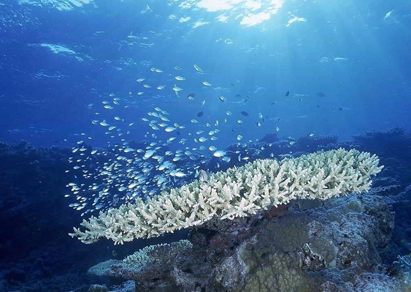 海底热液沉积物 海底热液沉积物