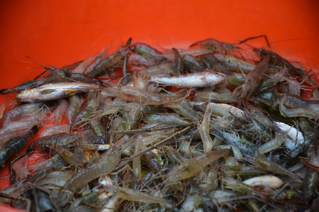洪泽湖青虾 洪泽湖青虾