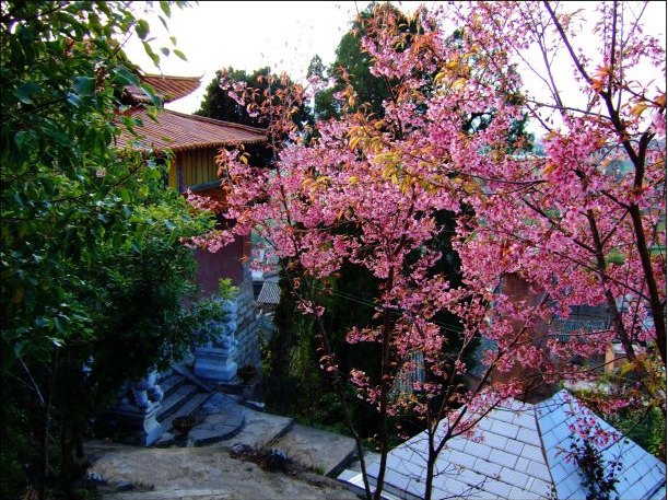万花春谷