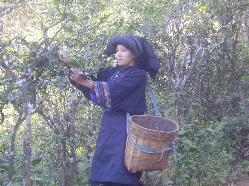 茶叶种植 茶叶种植
