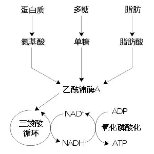 营养物循环 营养物循环