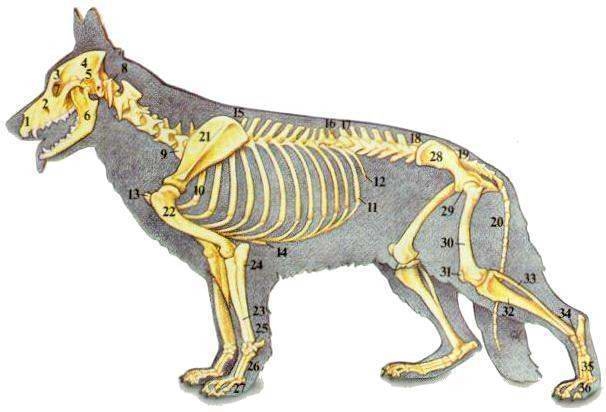 犬瘟热病 犬瘟热病