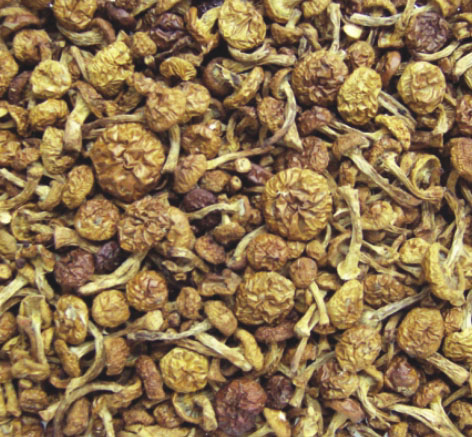 乾滑子菇 乾滑子菇