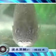 淡水黑鲷 淡水黑鲷