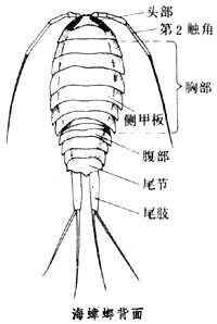 海蟑螂背面 海蟑螂背面