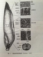 燕麦胚芽粥 燕麦胚芽粥