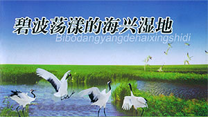 海兴湿地 海兴湿地