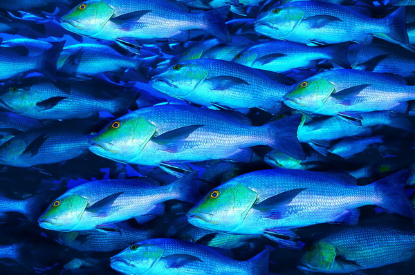 海洋生物 海洋生物
