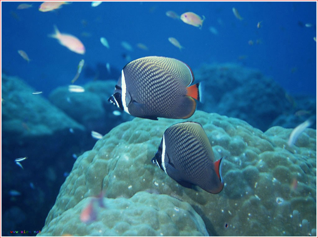 海洋生物 海洋生物