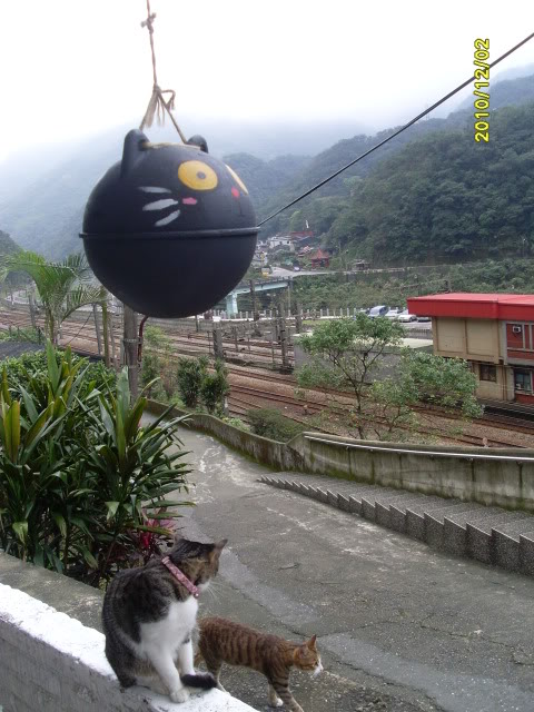 猫村 猫村