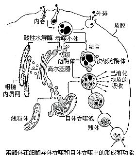 溶酶体 溶酶体