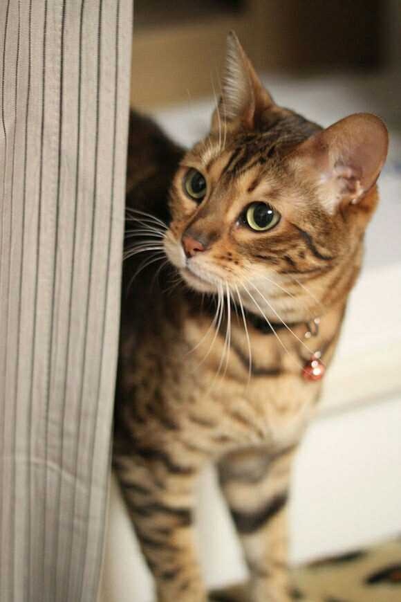 狸花猫 狸花猫