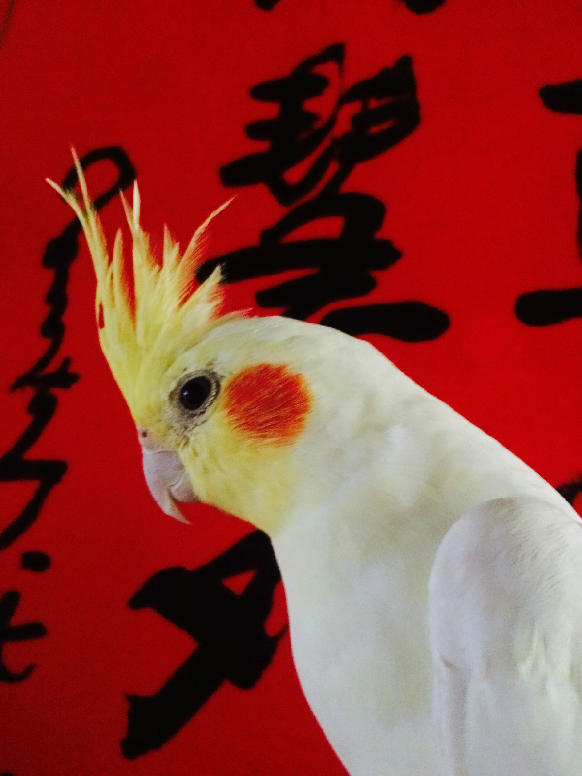 玄凤鹦鹉 玄凤鹦鹉