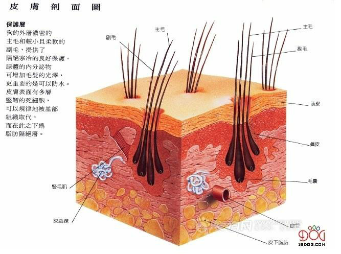 狗的皮肤结构 狗的皮肤结构