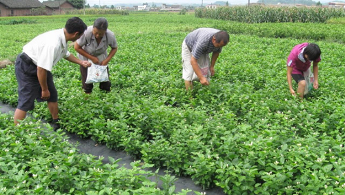 图2 犍为茉莉花基地 图2 犍为茉莉花基地