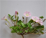 肾叶打碗花 肾叶打碗花