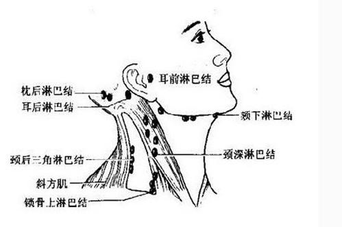 淋巴系统 淋巴系统