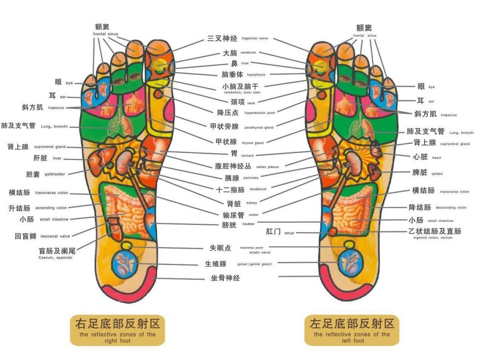 脚底反射区 脚底反射区