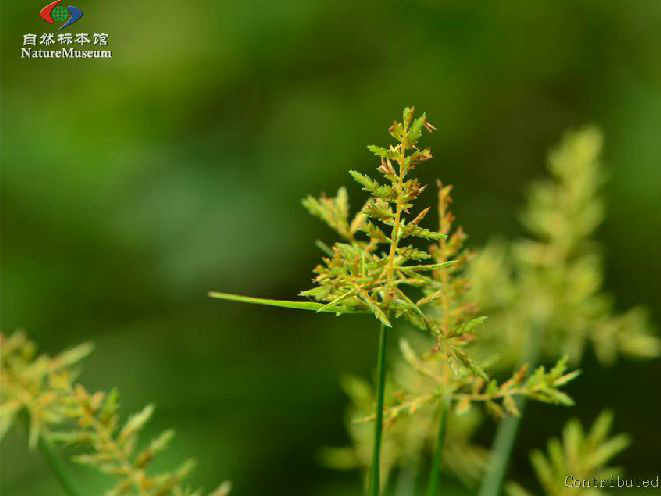 莎草