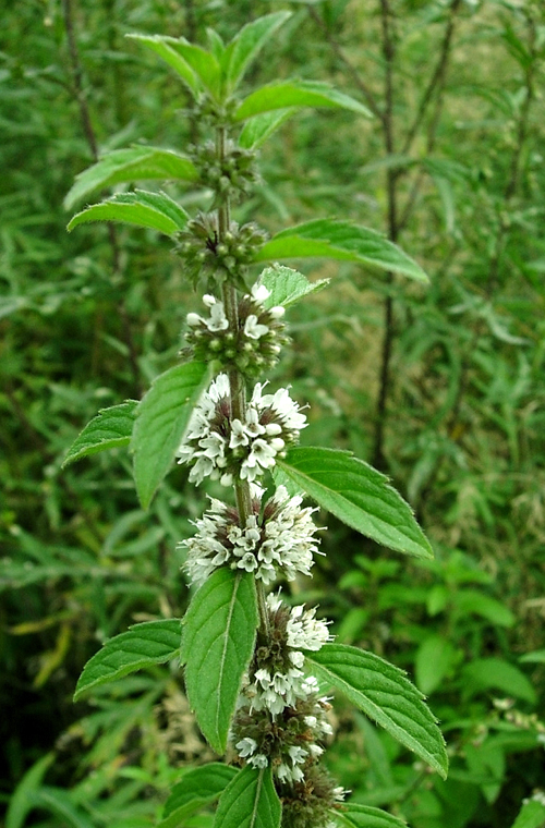 薄荷 薄荷