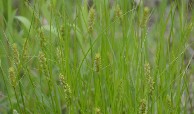 莎草(莎草科多年生草本植物) 莎草(莎草科多年生草本植物)