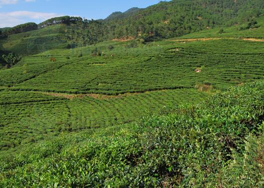 茶(中国传统饮品) 茶(中国传统饮品)