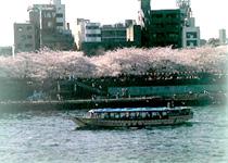 隅田公园 隅田公园